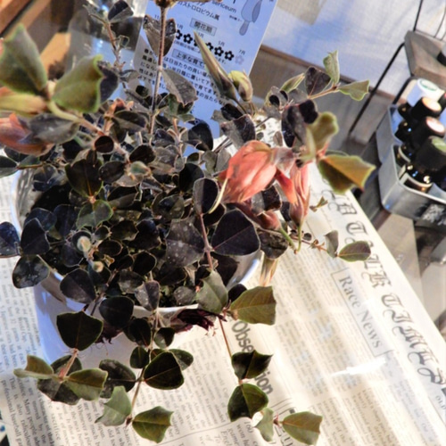 ガストロロビウム・ブロンズバタフライ 観葉植物 レア その他