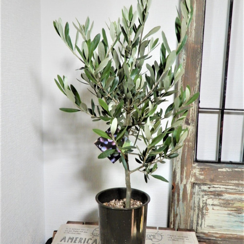 オリーブ・シプレッシーノ B 鉢植え ガーデニング 観葉植物 庭木