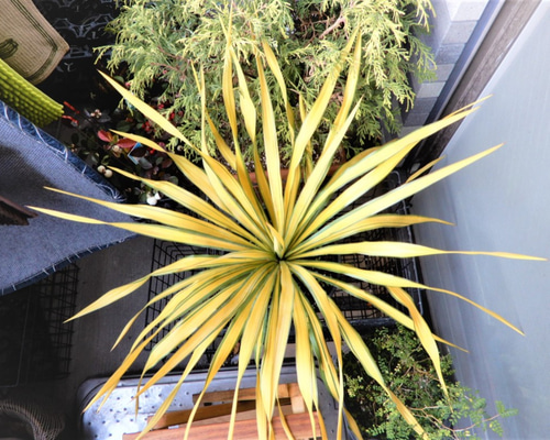 Amazon｜ユッカ グロリオサ 8号 お任せ苗！ yukka gloriosa