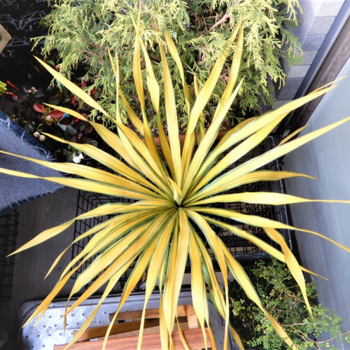 ユッカ グロリオサ ゴールド 観葉植物 鉢植え レア その他 ユッカ グロリオサ ゴールド 観葉植物 鉢植え レア その他