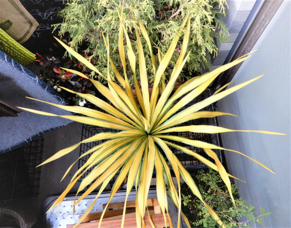 ユッカ グロリオサ ゴールド 観葉植物 鉢植え レア その他