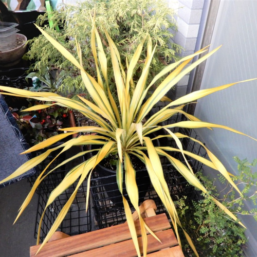 ユッカ グロリオサ ゴールド 観葉植物 鉢植え レア その他インテリア