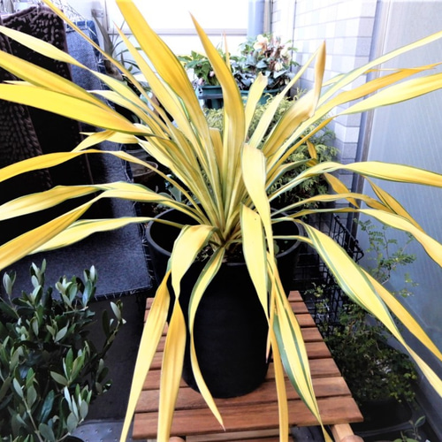 ユッカ グロリオサ ゴールド 観葉植物 鉢植え レア その他 ユッカ グロリオサ ゴールド 観葉植物 鉢植え レア その他