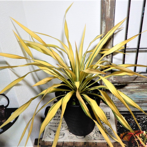 ユッカ グロリオサ ゴールド 観葉植物 鉢植え レア その他 ユッカ グロリオサ ゴールド 観葉植物 鉢植え レア その他
