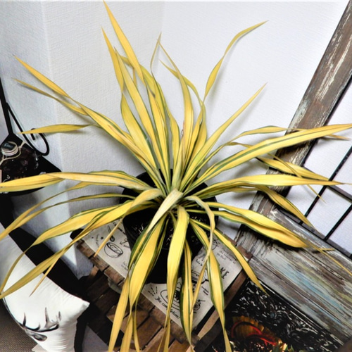ユッカ グロリオサ ゴールド 観葉植物 鉢植え レア その他