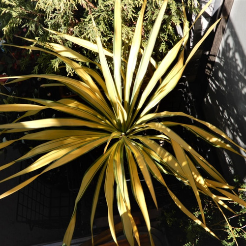 ユッカ グロリオサ ゴールド 観葉植物 鉢植え レア その他 ユッカ グロリオサ ゴールド 観葉植物 鉢植え レア その他