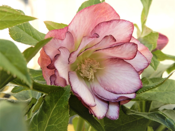 クリスマスローズ 八重咲き ダブルエレン ピコティー 花鉢 植物