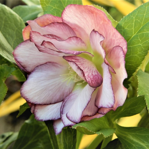 クリスマスローズ 八重咲き ダブルエレン ピコティー 花鉢 植物