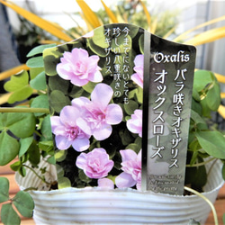バラ咲きオキザリス　オックスローズ　【送料無料】　クローバー　植物　花苗　ガーデニング 1枚目の画像