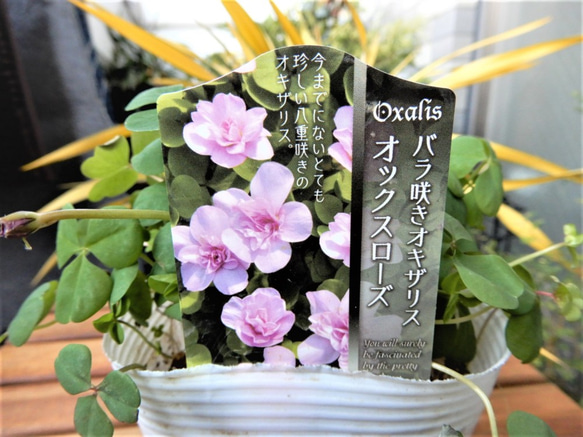 バラ咲きオキザリス　オックスローズ　【送料無料】　クローバー　植物　花苗　ガーデニング 1枚目の画像