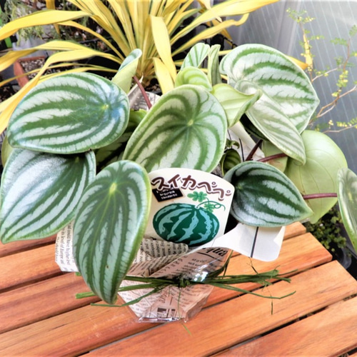 Peperomia argyreia variegated/スイカ ペペロニア⑥ Peperomia argyreia variegated / 極斑入り スイカペペロニア⑥