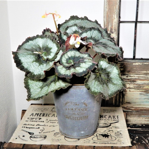 レックスベゴニア エスカルゴ ブリキ鉢カバーのセット 観葉植物