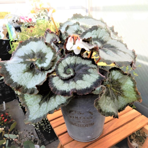 レックスベゴニア エスカルゴ ブリキ鉢カバーのセット 観葉植物