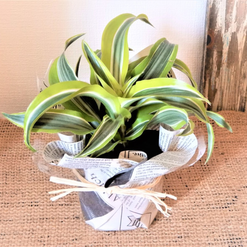 ドラセナ ワーネッキーレモンライム 1 鮮やかなライム色