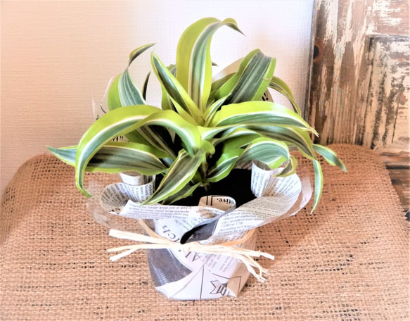 希少　ドラセナ　ワーネッキーレモンサプライズ　陶器鉢　植え込み発送 ドラセナ ワーネッキー レモンサプライズ/Dracaena ※陶器鉢付き