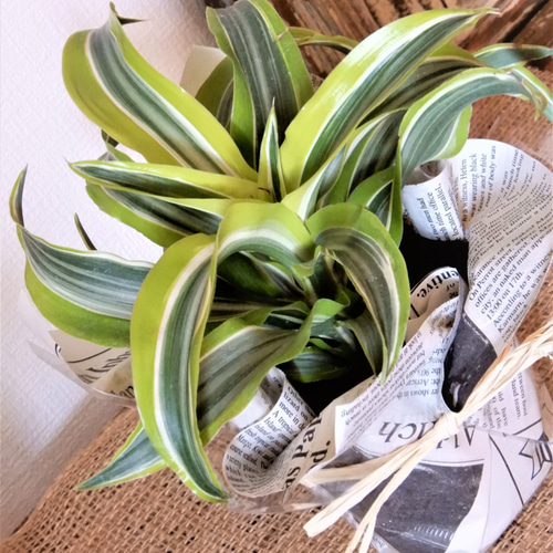 ドラセナ ワーネッキー レモンライム 【送料無料】 観葉植物 その他