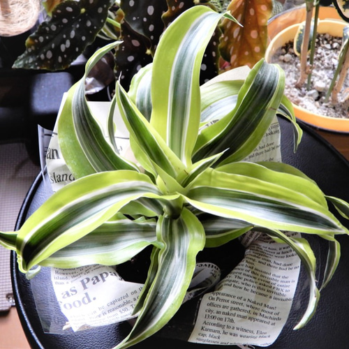 ドラセナ　ワーネッキー　♻️リユース観葉植物 ドラセナ ワーネッキー レモンライム 【送料無料】 観葉植物 その他