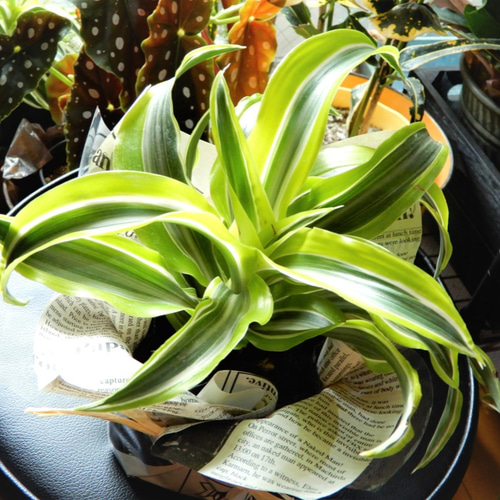 ドラセナ ワーネッキー レモンライム 【送料無料】 観葉植物 その他