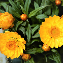 ヘリクリサム　モハーブ　バスケットイエロー　花鉢　植物　ガーデニング 3枚目の画像