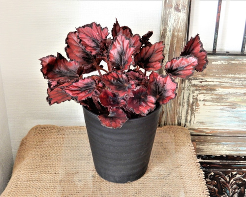 0_eab6a421013d456fddaa86318ef5