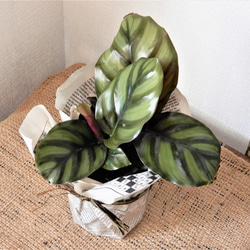 カラテア　ファッシアータ　観葉植物　植物　グリーン 1枚目の画像