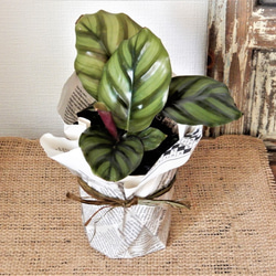 カラテア　ファッシアータ　観葉植物　植物　グリーン 3枚目の画像
