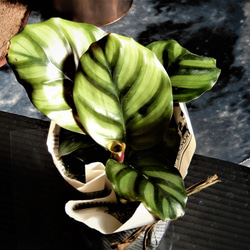 カラテア　ファッシアータ　観葉植物　植物　グリーン 4枚目の画像
