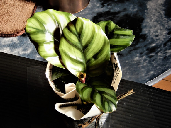 カラテア　ファッシアータ　観葉植物　植物　グリーン 4枚目の画像