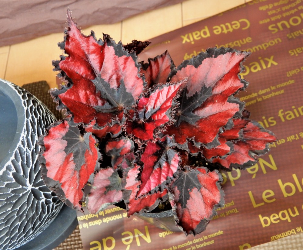 額入りベゴニアアレンジ ステンドグラス 額入りベゴニアアレンジ ステンドグラス