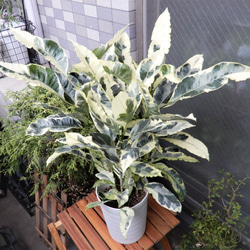 クロトン " タマラ "  観葉植物　植物　インテリア 1枚目の画像