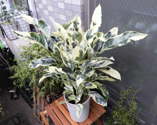 0_794129e87bf4c62ba354f2b5194a