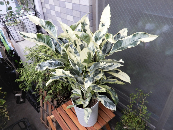 クロトンタマラ8号 クロトン 