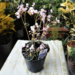 根茎性ベゴニア　ニューファッション 【送料無料】　観葉植物　花　植物　レックスベゴニア 1枚目の画像