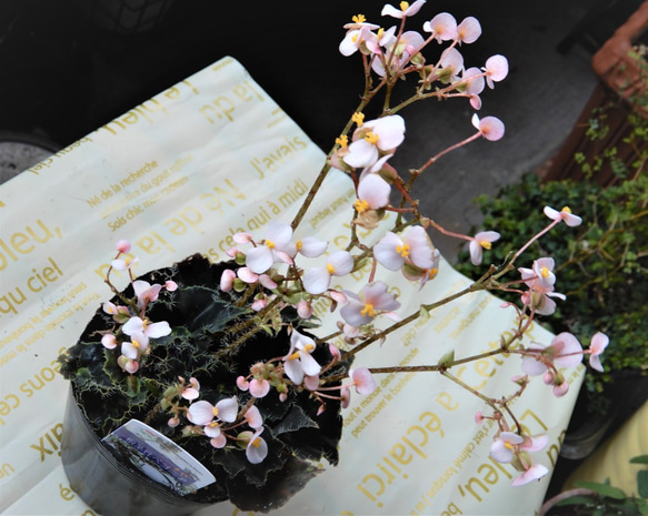 根茎性ベゴニア　ニューファッション 【送料無料】　観葉植物　花　植物　レックスベゴニア 2枚目の画像