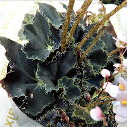 根茎性ベゴニア　ニューファッション 【送料無料】　観葉植物　花　植物　レックスベゴニア 3枚目の画像