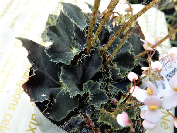 根茎性ベゴニア　ニューファッション 【送料無料】　観葉植物　花　植物　レックスベゴニア 3枚目の画像