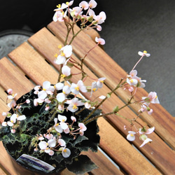根茎性ベゴニア　ニューファッション 【送料無料】　観葉植物　花　植物　レックスベゴニア 4枚目の画像