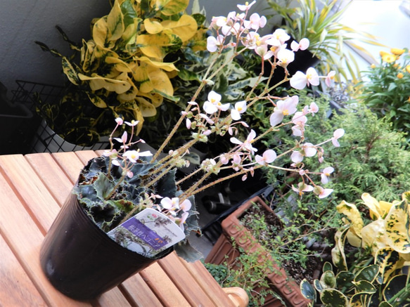 根茎性ベゴニア　ニューファッション 【送料無料】　観葉植物　花　植物　レックスベゴニア 5枚目の画像