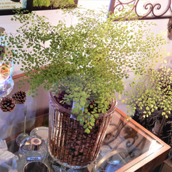アジアンタム　ミクロフィラ　ハイドロボール植え　ガラス容器　観葉植物　植物 1枚目の画像