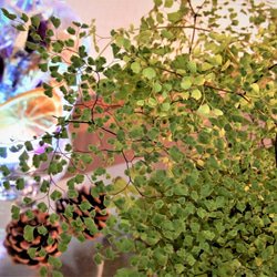 アジアンタム　ミクロフィラ　ハイドロボール植え　ガラス容器　観葉植物　植物 3枚目の画像