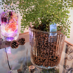 アジアンタム　ミクロフィラ　ハイドロボール植え　ガラス容器　観葉植物　植物 4枚目の画像