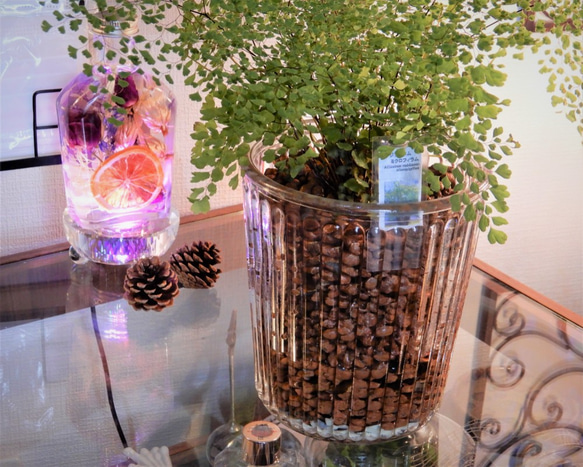 アジアンタム　ミクロフィラ　ハイドロボール植え　ガラス容器　観葉植物　植物 4枚目の画像