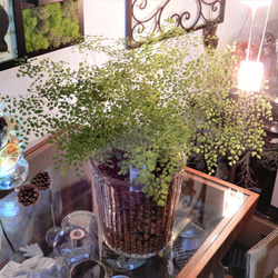 アジアンタム　ミクロフィラ　ハイドロボール植え　ガラス容器　観葉植物　植物 5枚目の画像