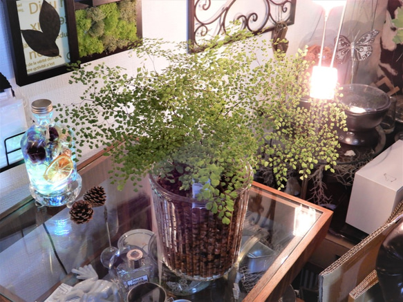 アジアンタム　ミクロフィラ　ハイドロボール植え　ガラス容器　観葉植物　植物 5枚目の画像