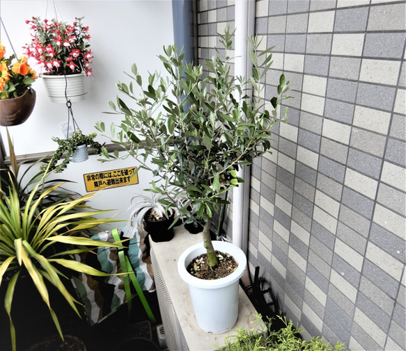 オリーブ ミッション 85cm 観葉植物 鉢植え ガーデニング 庭木 その他 