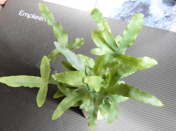 ポリポジウム・ブルースター　観葉植物　植物　インテリア 8枚目の画像