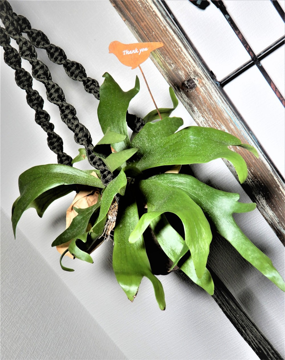 コウモリラン　ネザーランド　ブリキ鉢カバー・プラントハンガー・鳥ピックのセット　観葉植物 3枚目の画像