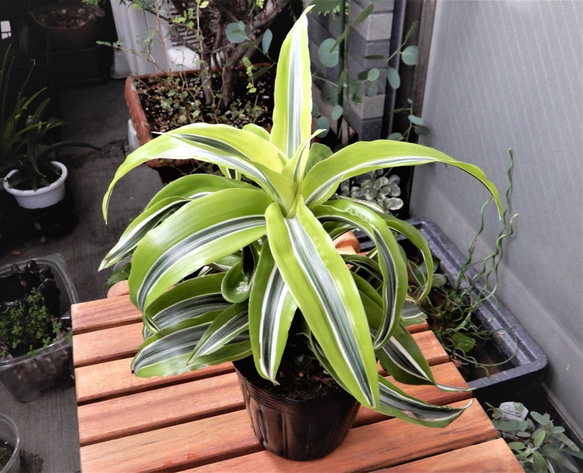 ドラセナ ワーネッキーレモンライム　1 ドラセナ ワーネッキー レモンライム【観葉植物 7号鉢／1個売り