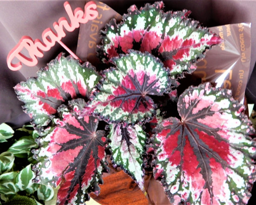 0_84bbbfe0b247f0d28f8974f4d7c0