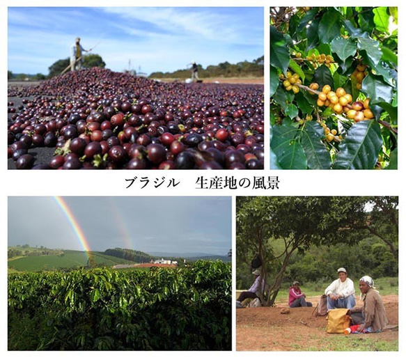 ブラジル 100g【ほのかな苦みと豊かな味わい】【自家焙煎コーヒー豆】 6枚目の画像